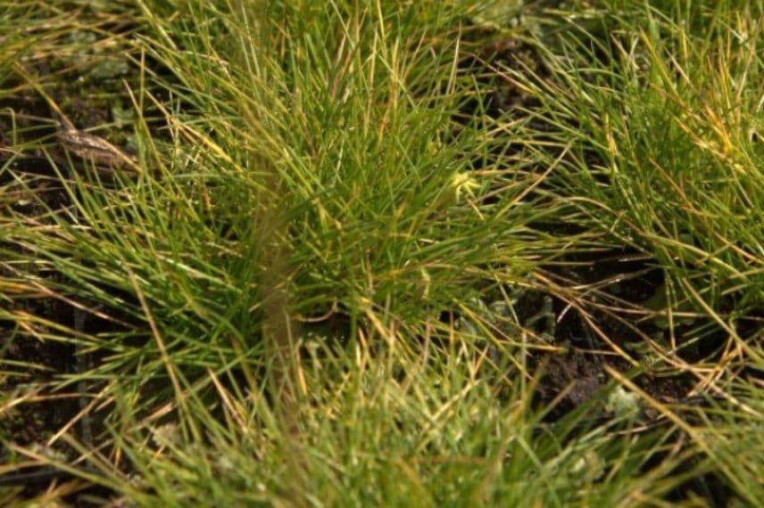 Fetuque, Festuca glauca Golden Toupee