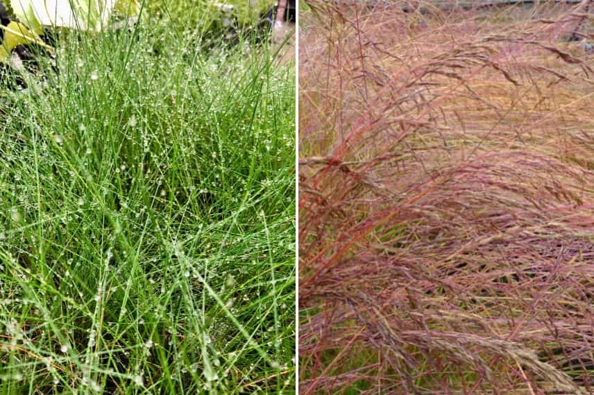 Festuca amethystina