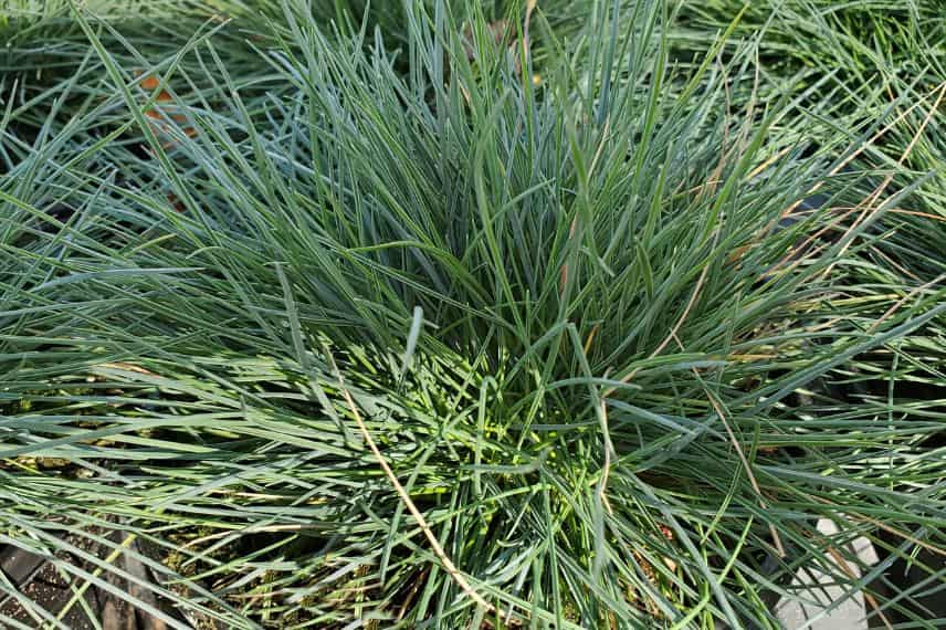 Festuca glauca 