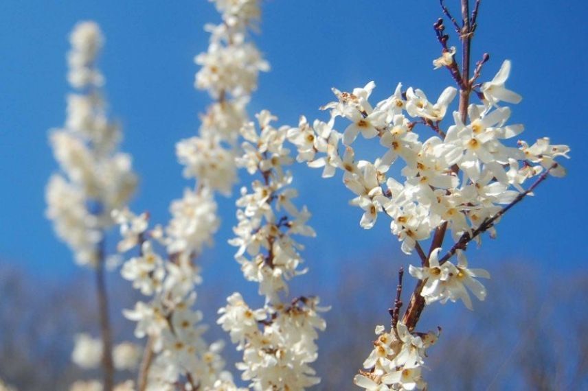 Forsythia blanc de Corée