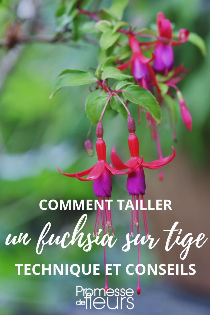 Former et tailler un fuchsia sur tige