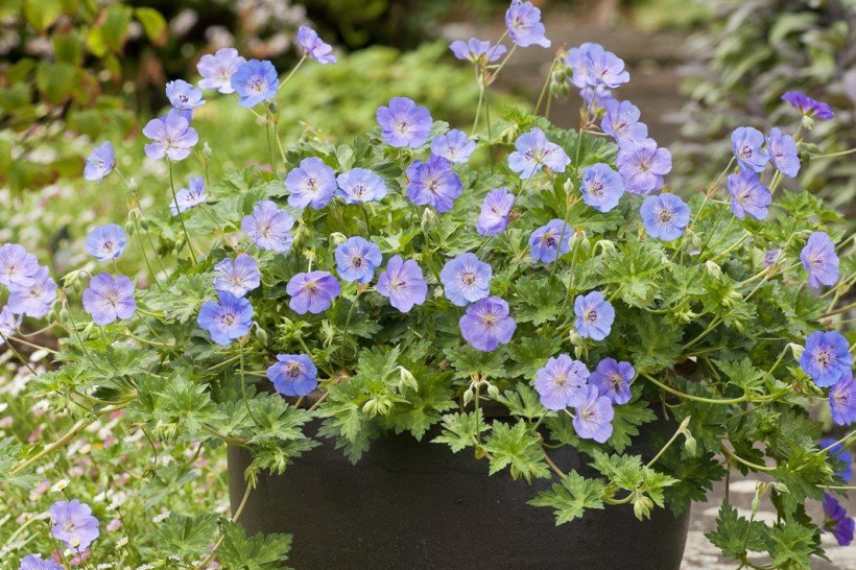 Geraniums a fleurs bleues, geranium vivace bleu