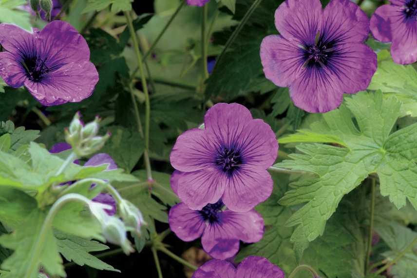 Geraniums rose, Geraniums vivaces roses