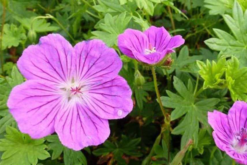 Geraniums rose, Geraniums vivaces roses