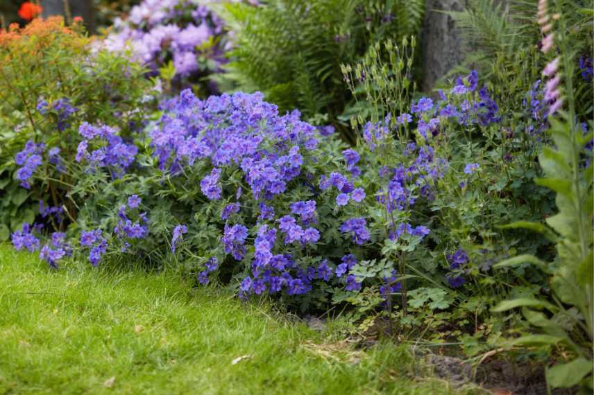 Geraniums a fleurs bleues, geranium vivace bleu