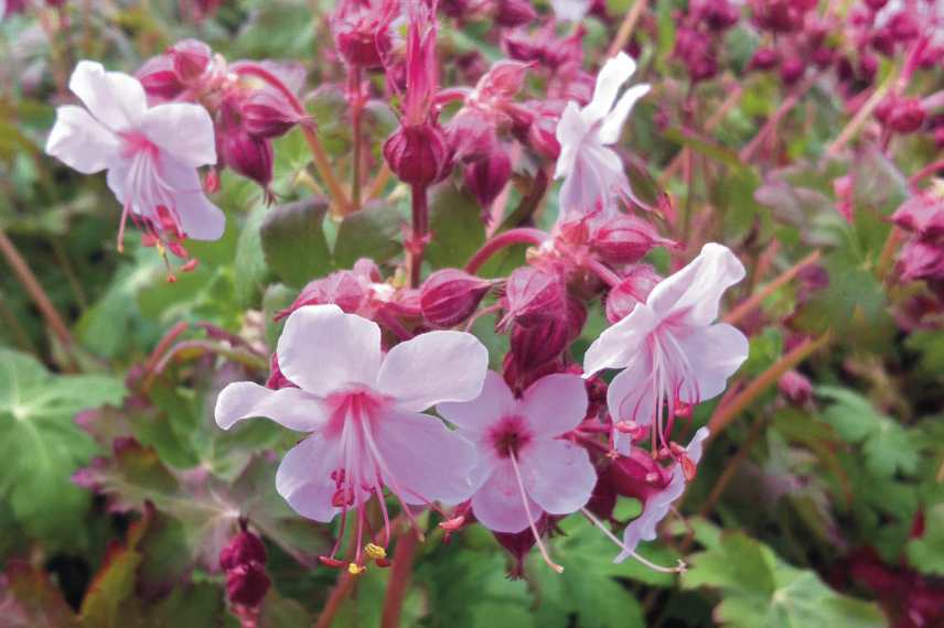 Geraniums rose, Geraniums vivaces roses