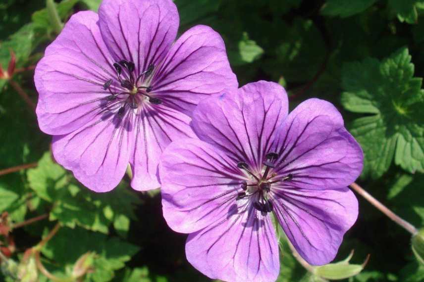 Geraniums rose, Geraniums vivaces roses