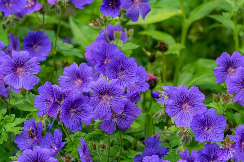 Geraniums a fleurs bleues, geranium vivace bleu