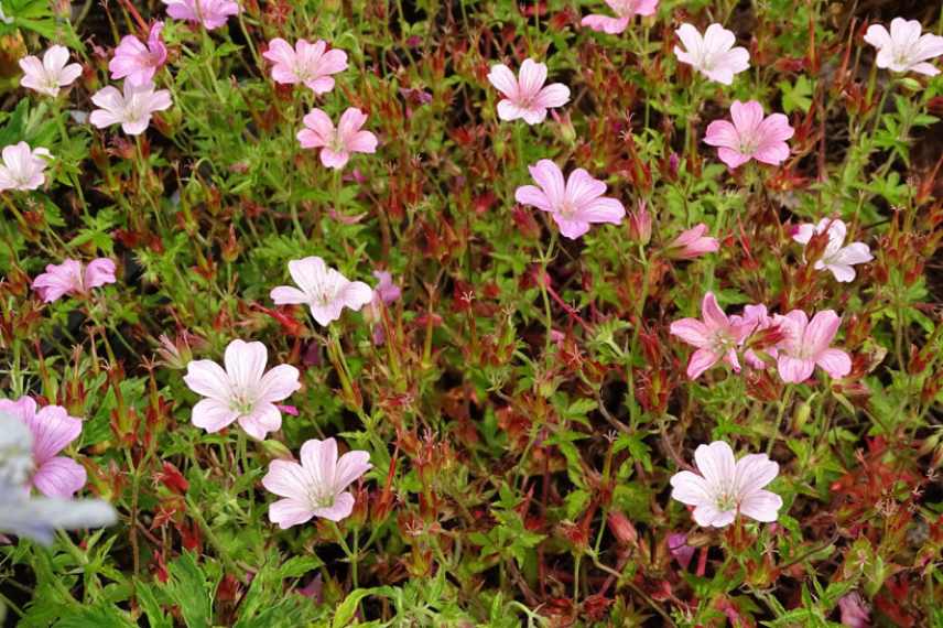 Geraniums rose, Geraniums vivaces roses