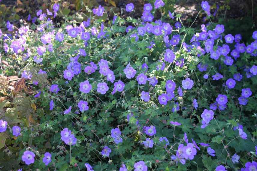 Geraniums a fleurs bleues, geranium vivace bleu