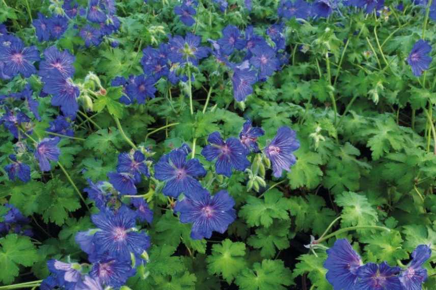 Geraniums a fleurs bleues, geranium vivace bleu
