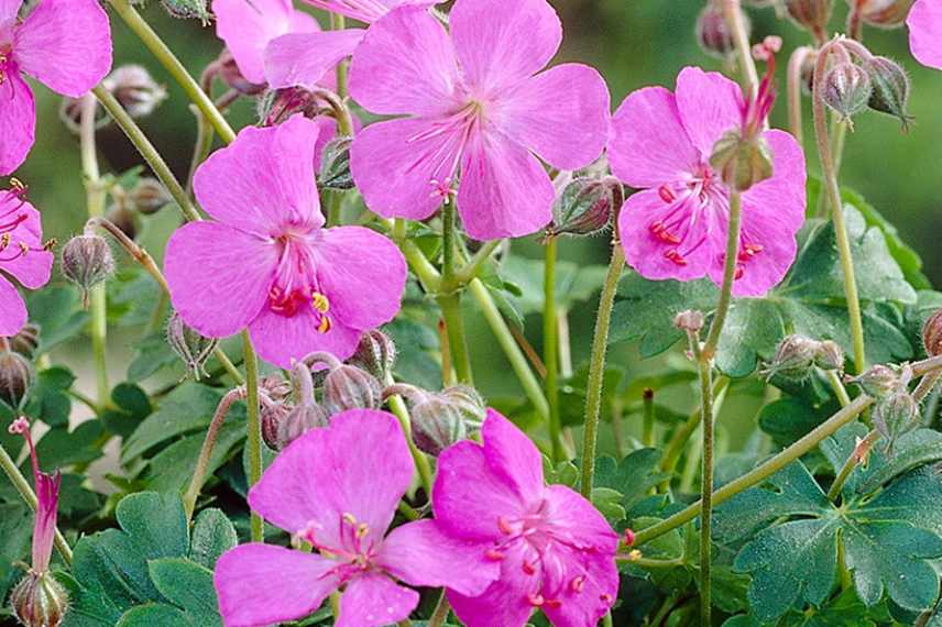 Geraniums rose, Geraniums vivaces roses