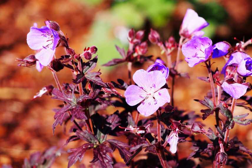 Geraniums a fleurs bleues, geranium vivace bleu