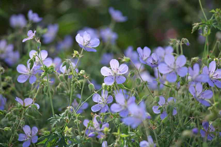 Geraniums a fleurs bleues, geranium vivace bleu