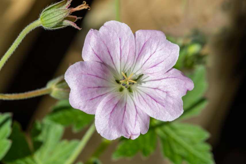 Geraniums rose, Geraniums vivaces roses