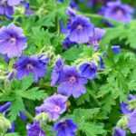 8 Géraniums vivaces à fleurs bleues