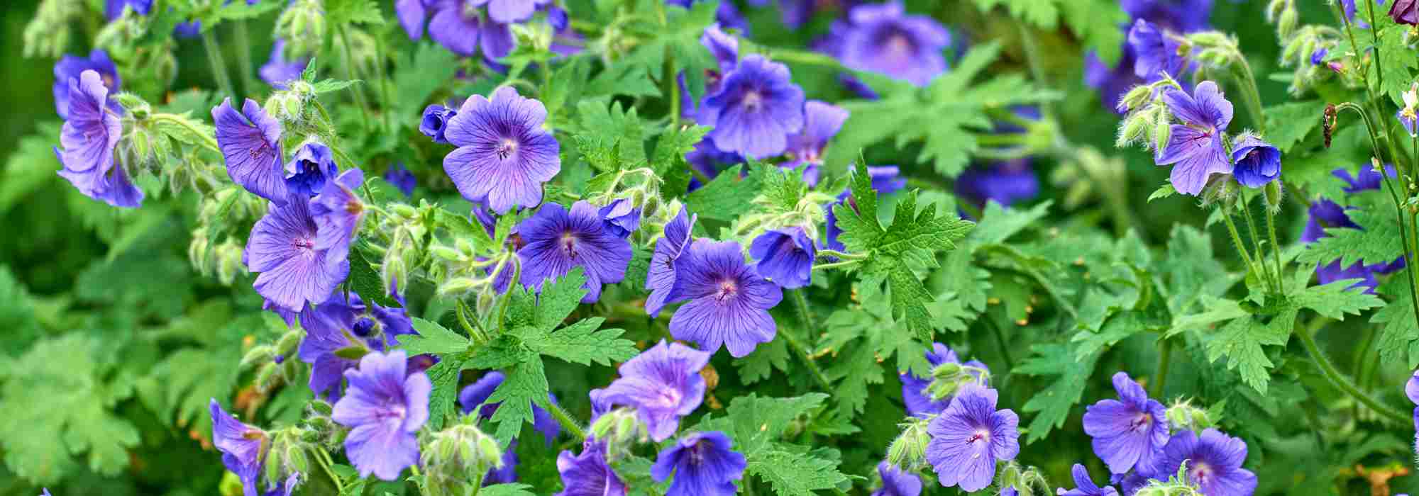 8 Géraniums vivaces à fleurs bleues