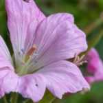 9 géraniums vivaces à fleurs roses