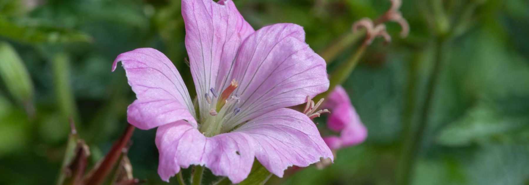 9 géraniums vivaces à fleurs roses