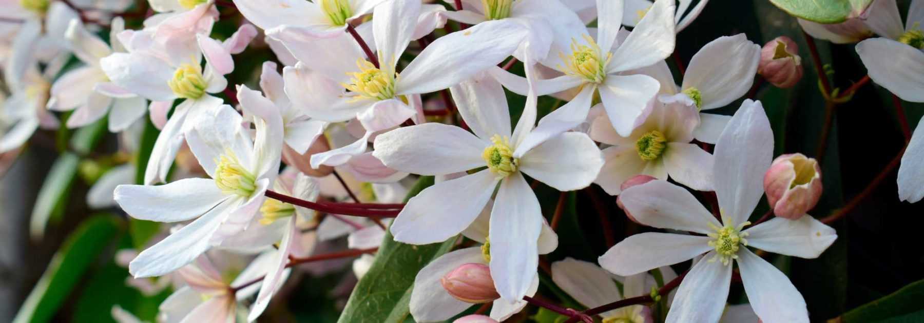 Etiquettes Inclinées, Etiquette de Jardin en Plastique Noir - Botanique  Editions