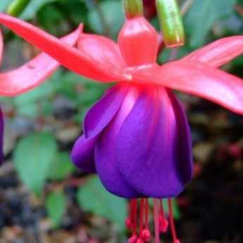 Fuchsia sur tige : taille et entretien