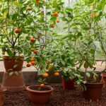 Comment planter ou rempoter un agrume en pot ?