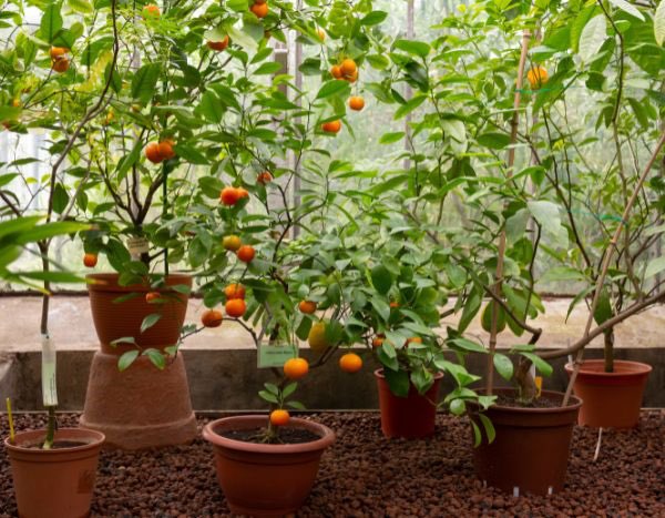Comment planter ou rempoter un agrume en pot ?