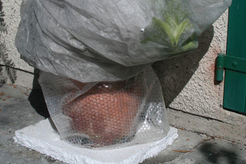 cultiver le pseudopanax en pot : protection hivernale