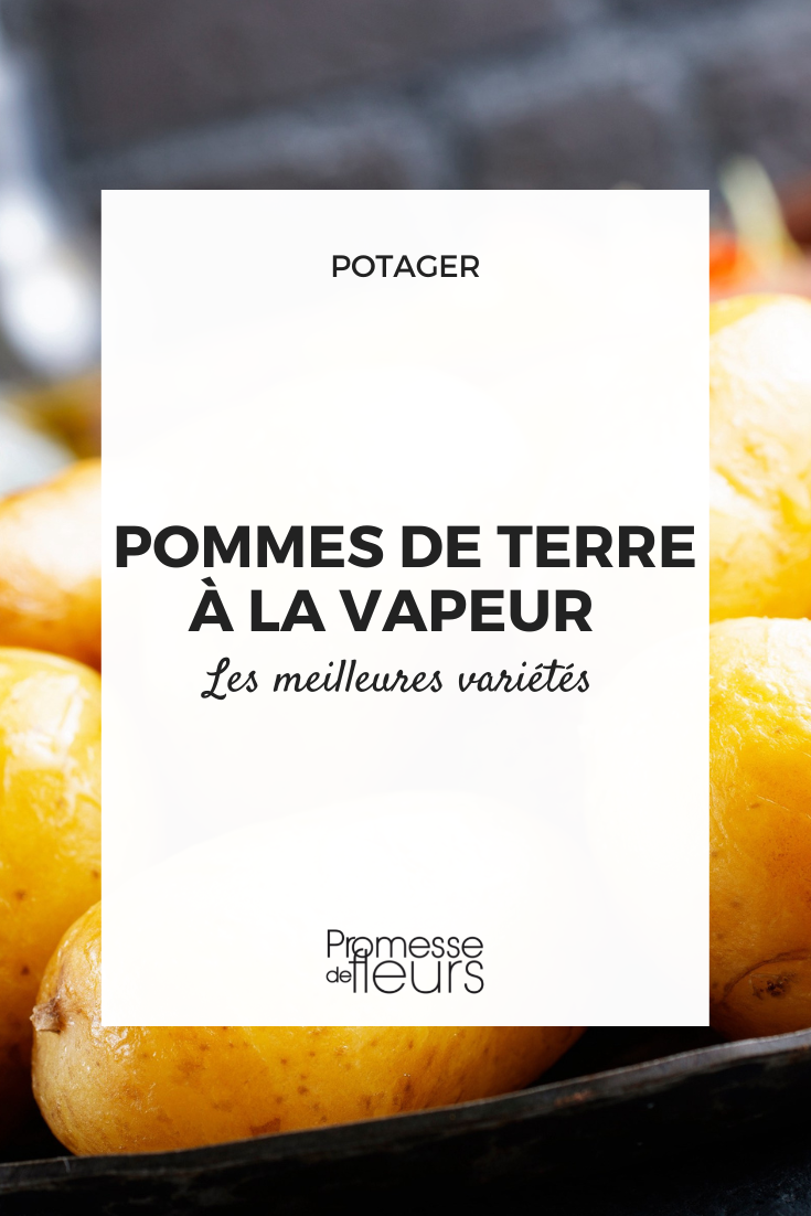 Pommes de terre pour cuisson vapeur