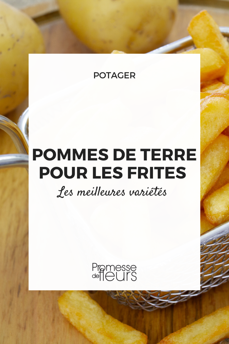 Variété de pommes de terre pour les frites - Promesse de Fleurs