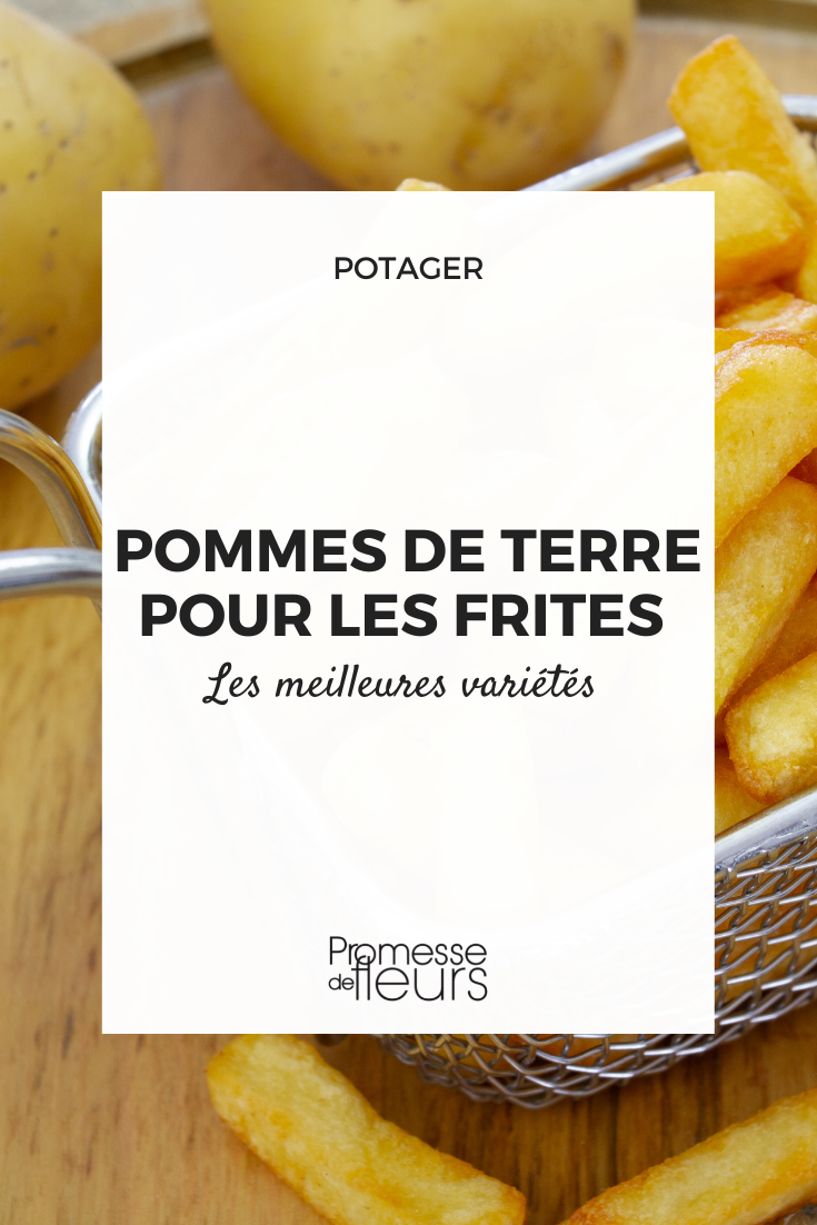 Coupe pommes de terre pour frites