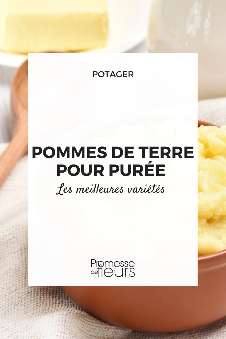 Les pommes de terre pour puree