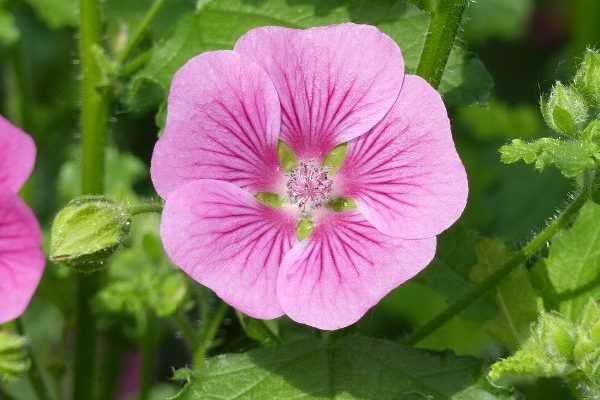 Comment tailler un Anisodontea ?