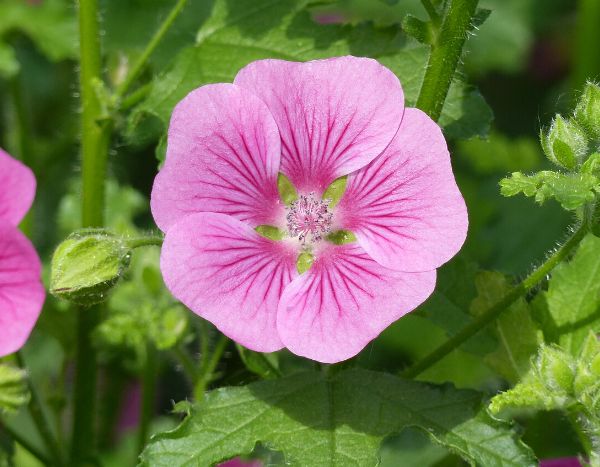 Comment tailler un Anisodontea ?