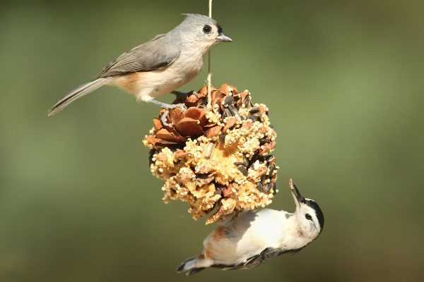 Fabriquer des boules de graines pour les oiseaux avec une pomme de pin