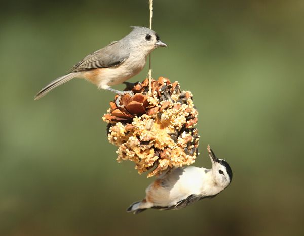 La recette facile des boules de graisse pour nourrir les oiseaux