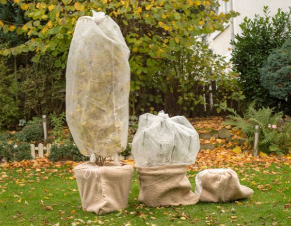 Arroser les plantes sous un voile d'hivernage : bonne ou mauvaise