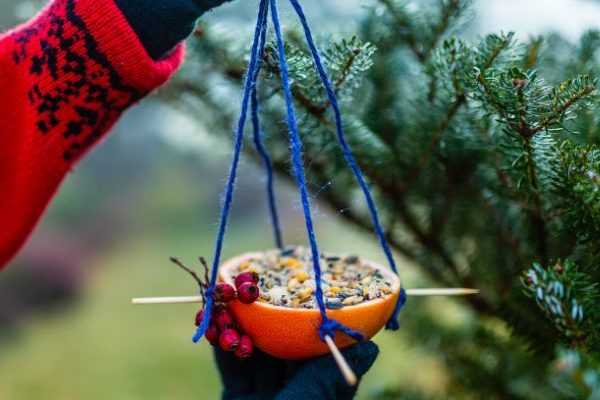 Comment faire une mangeoire à oiseaux avec des oranges ?