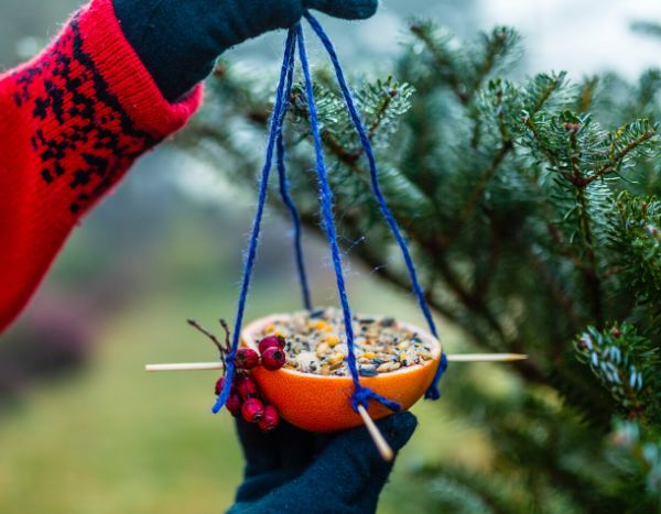 Comment faire une mangeoire à oiseaux avec des oranges ?