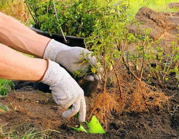 Planter des buis en racines nues