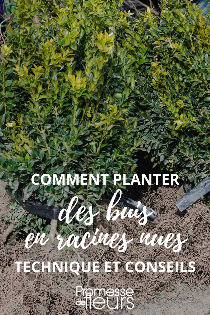 Plantation buis Buxus en racines nues