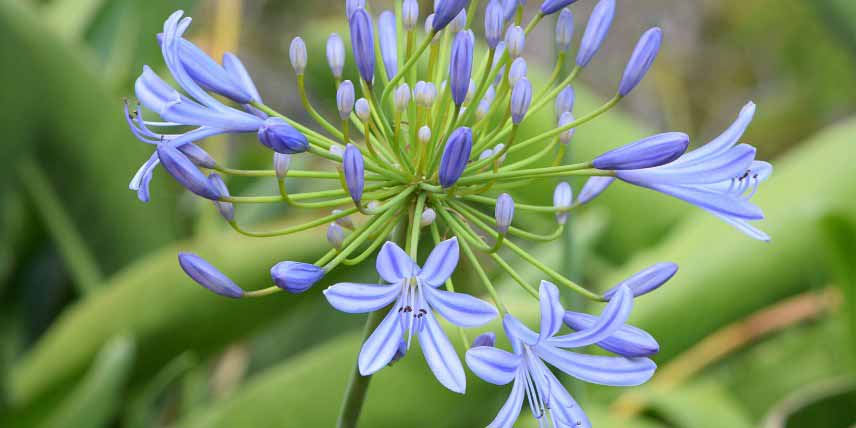 Protection des plantes en hiver face au gel et au froid