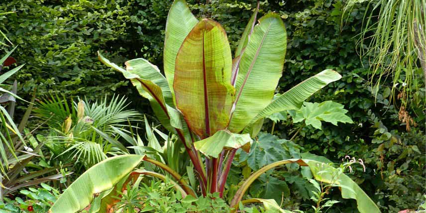 Les plantes à protéger du froid : bananiers