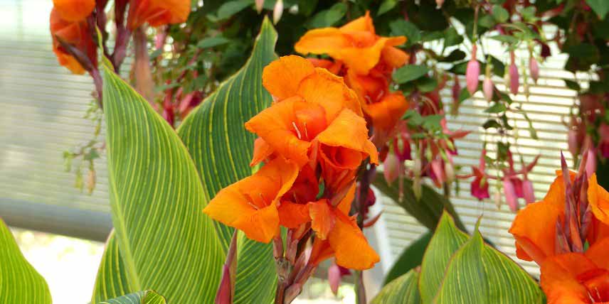 Les plantes à protéger du froid : Canna