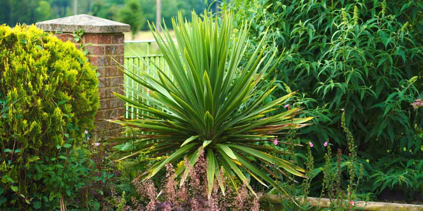 Les plantes à protéger du froid : Cordyline