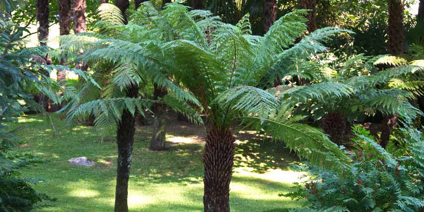 Les plantes à protéger du froid : fougères arborescentes