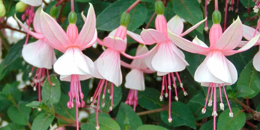 Les plantes à protéger du froid : fuchsias