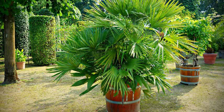 Les plantes à protéger du froid : palmiers