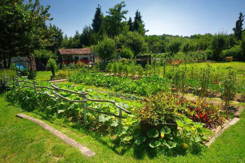 jardin vivrier