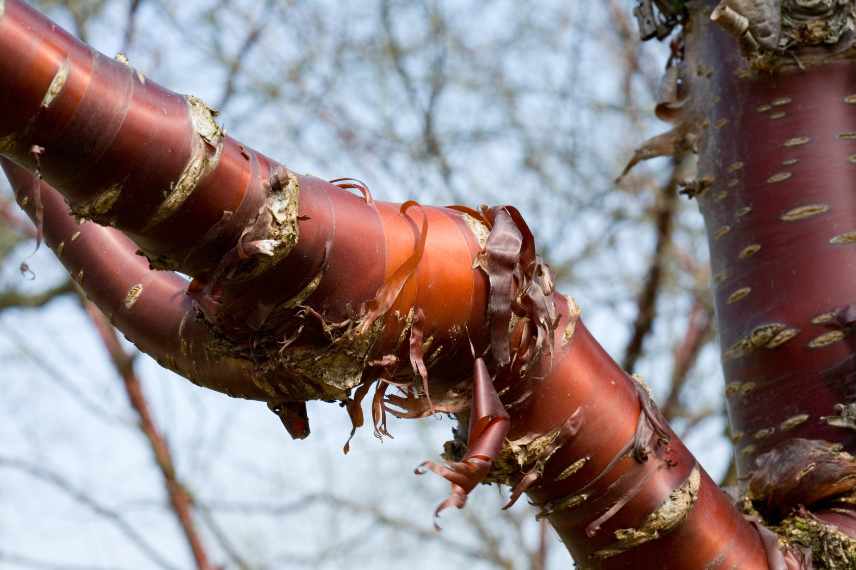 belle ecorce, jardin beau en hiver